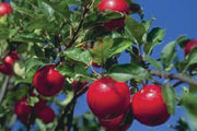 organic apple tree