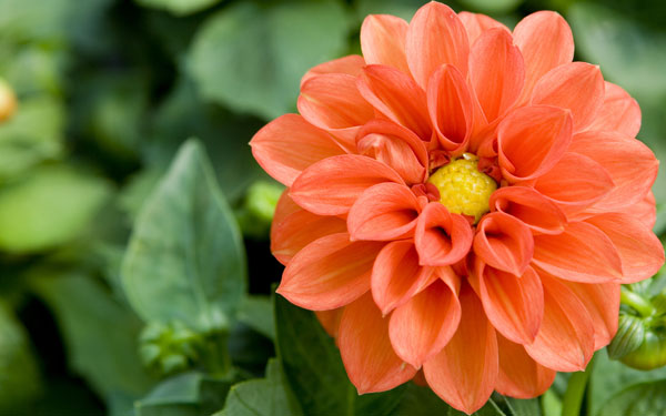 bright orange flower for your home design's perfect garden space