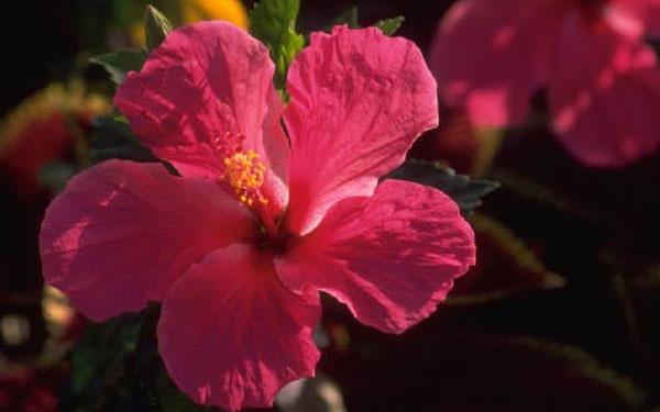 bright hot pink hibiscus flower attracts birds and butterflies