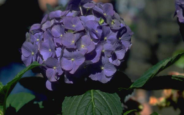 beautiful purple hydrangea