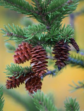 pinecone on pine tree