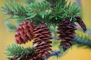 pine tree and pinecone thumbnail image