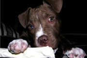 Article: Pet Proofing