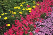 Colorful Flowers for Backyard Landscape