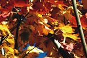 Article: Fall Fun