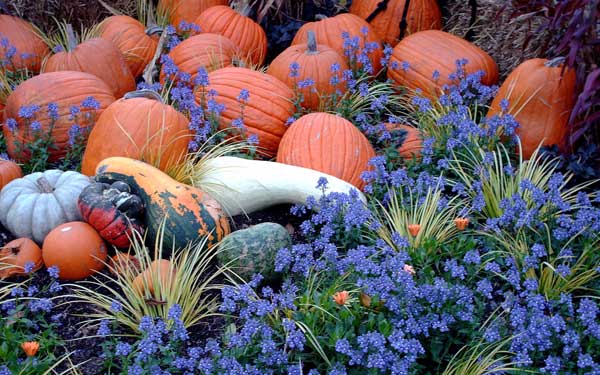 leadwort purple flowers and pumpkins