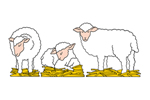 Three separate style sheep provide variety for your Christmas nativity scene