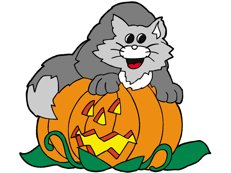 Building Plans Front of Home Cat on Pumpkin