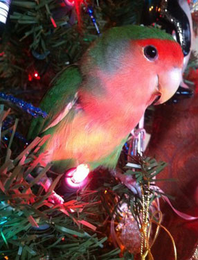 pet bird in Christmas tree