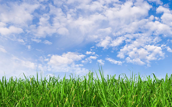 bright green grass and blue sky