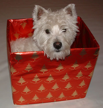 Westie in Christmas box