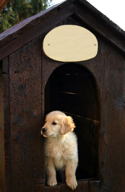 puppy in doghouse