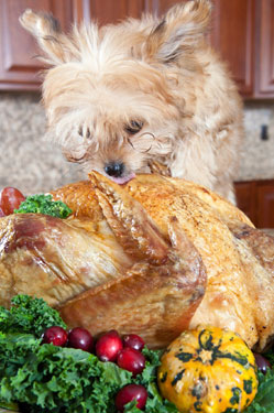 dog eating holiday turkey