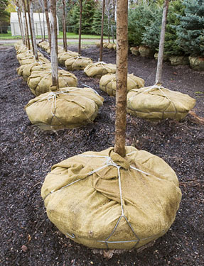 trees with roots wrapped in burlap