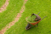 thumbnail image of wheelbarrow on green lawn