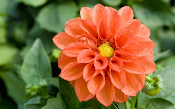 Beautiful blooming orange flower