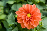 blooming orange flower