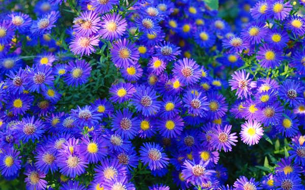 purple aster flowers