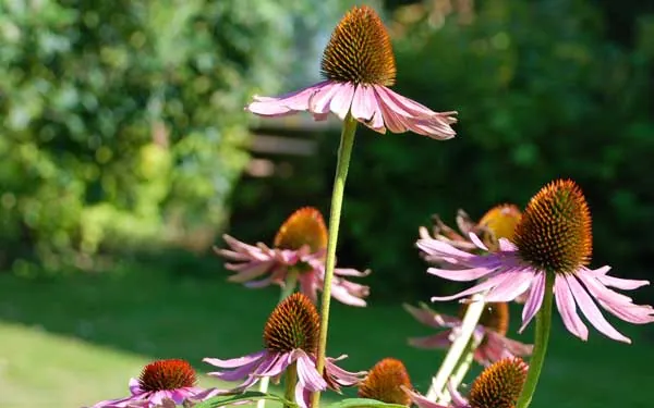 pink coneflowers