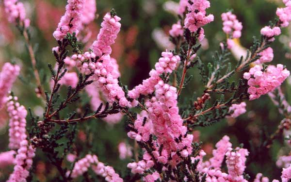pink heather flowers