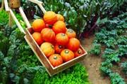 Pumpkins in Cart