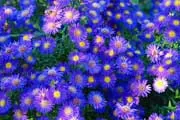 purple aster flowers thumbnail