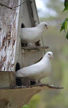 dove birdhouse
