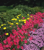Colorful Flowers for Backyard Landscape