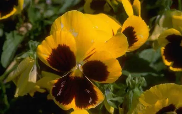 yellow pansies