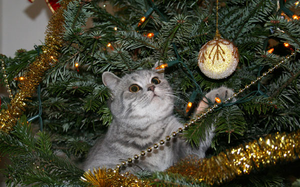 Cat in Christmas Tree