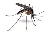 mosquito thumbnail