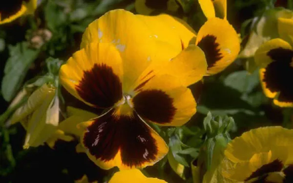 yellow pansy