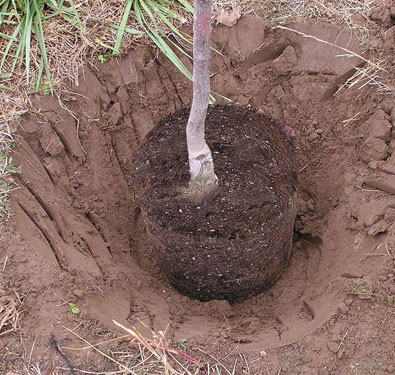 tree in newly dug hole