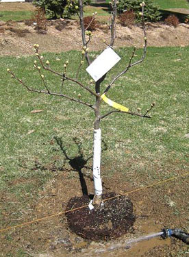 newly planted tree