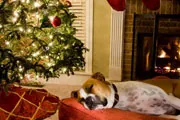 thumbnail image of dog under the Chrsitmas tree